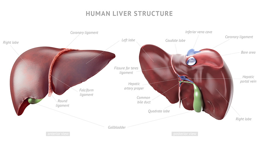 liver_new